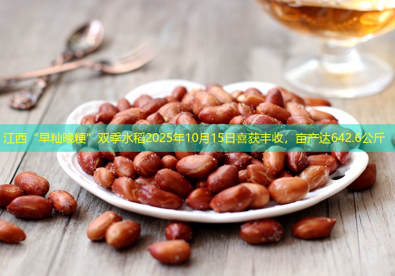 江西“早籼晚粳”双季水稻2025年10月15日喜获丰收，亩产达642.6公斤