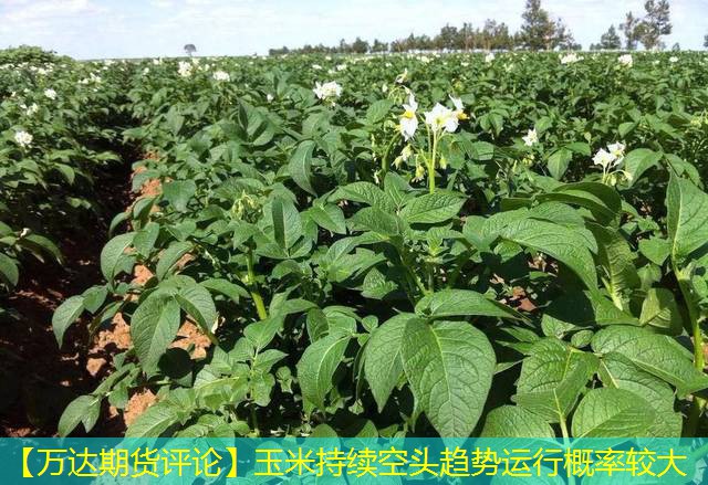 【万达期货评论】玉米持续空头趋势运行概率较大