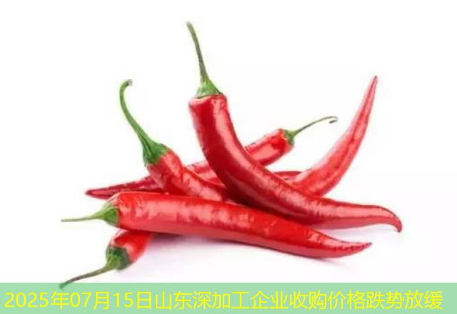 2025年07月15日山东深加工企业收购价格跌势放缓