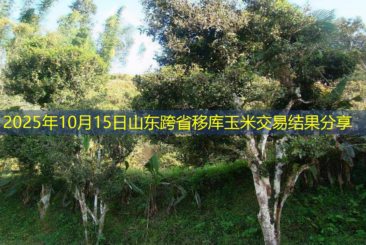 2025年10月15日山东跨省移库玉米交易结果分享