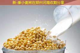 新-季小麦将在郑州河南收割分享