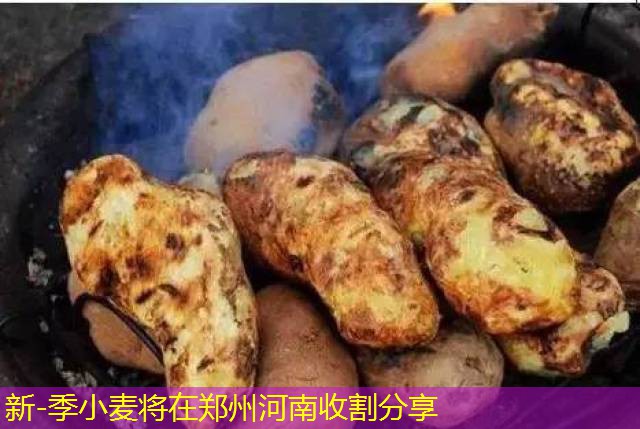 新-季小麦将在郑州河南收割分享