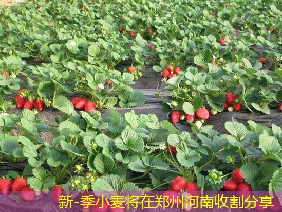 新-季小麦将在郑州河南收割分享