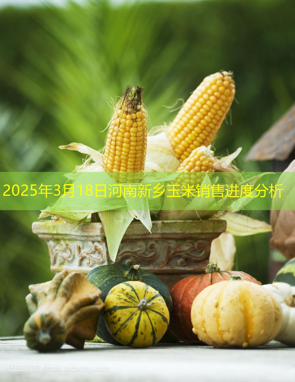 2025年3月18日河南新乡玉米销售进度分析