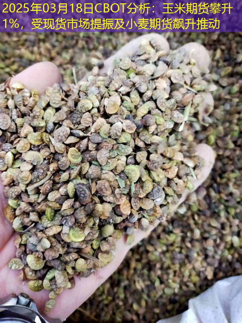 2025年03月18日CBOT分析：玉米期货攀升1%，受现货市场提振及小麦期货飙升推动